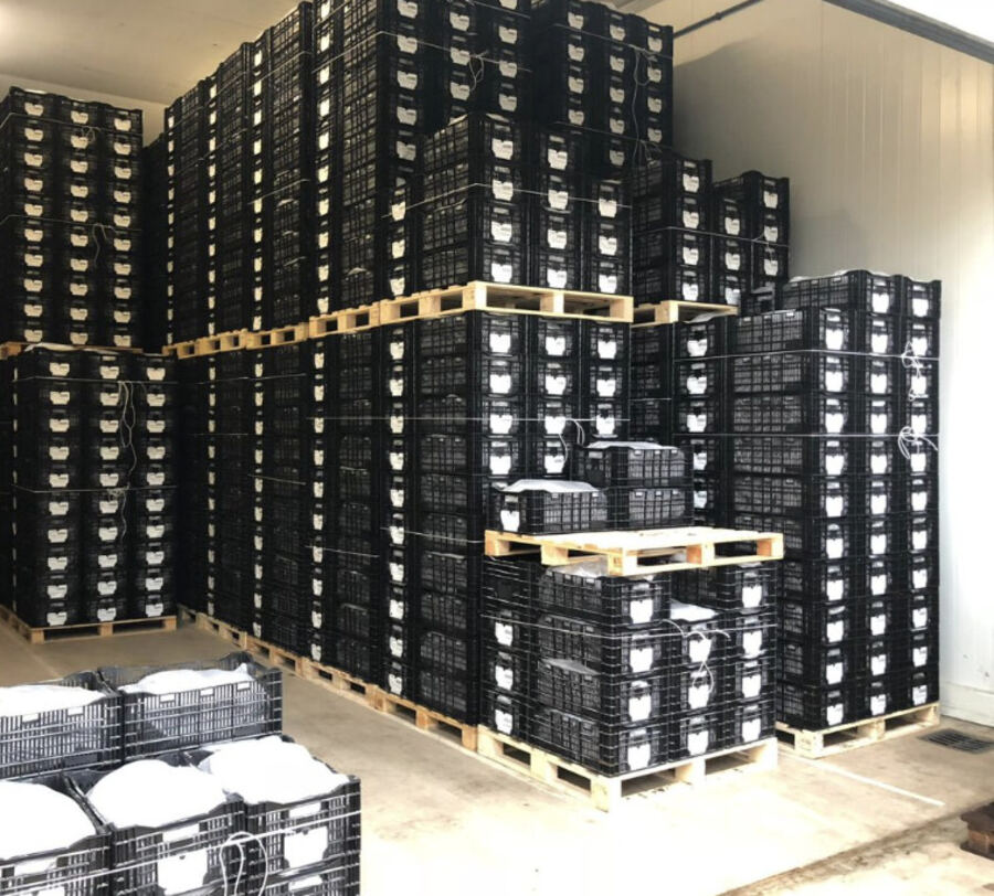 Stacked crates of peony roots in cold storage