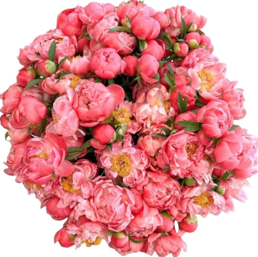 Premium peony bloom from the Let It Grow Flowers catalog