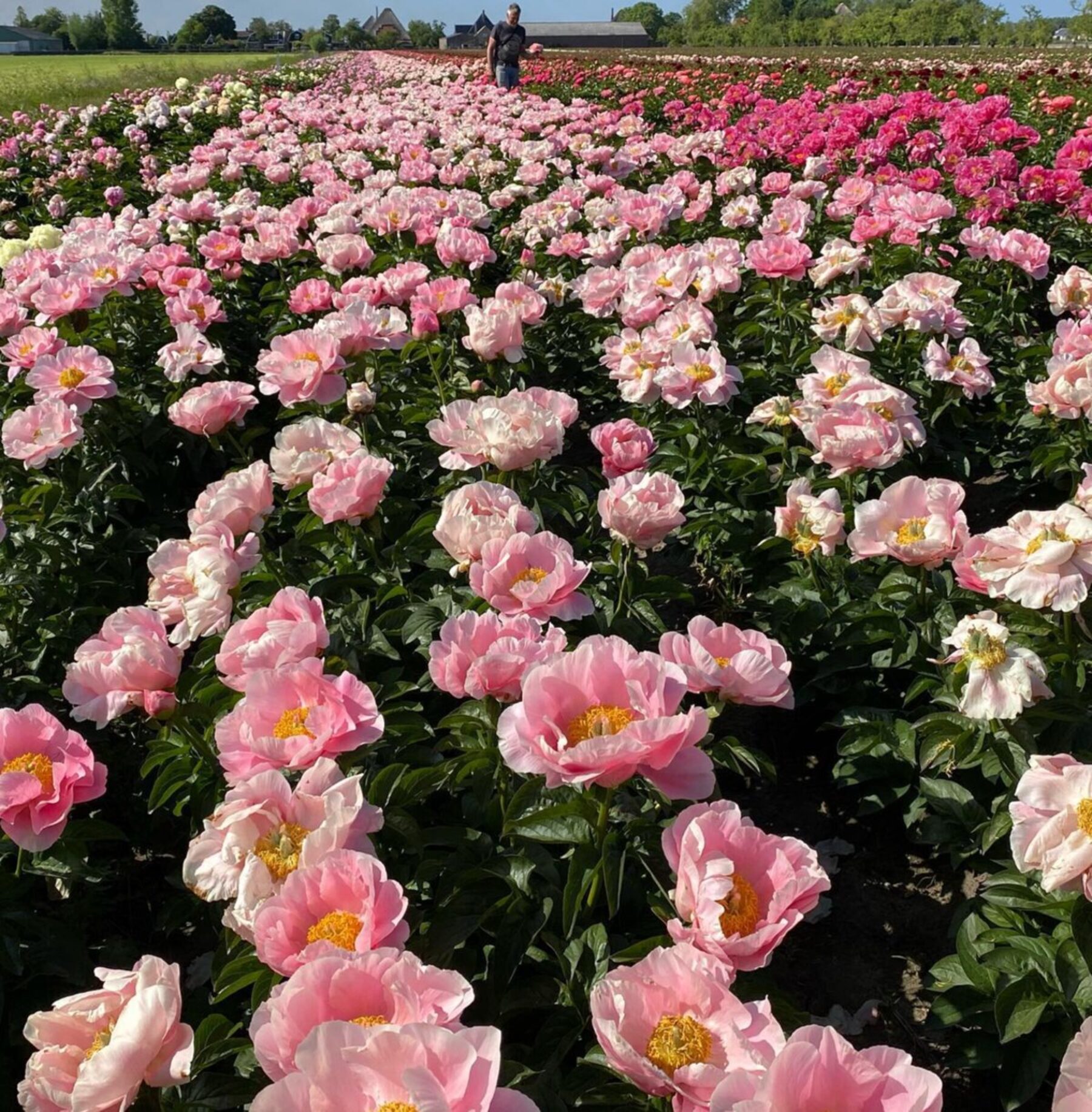 Peony field in bloom