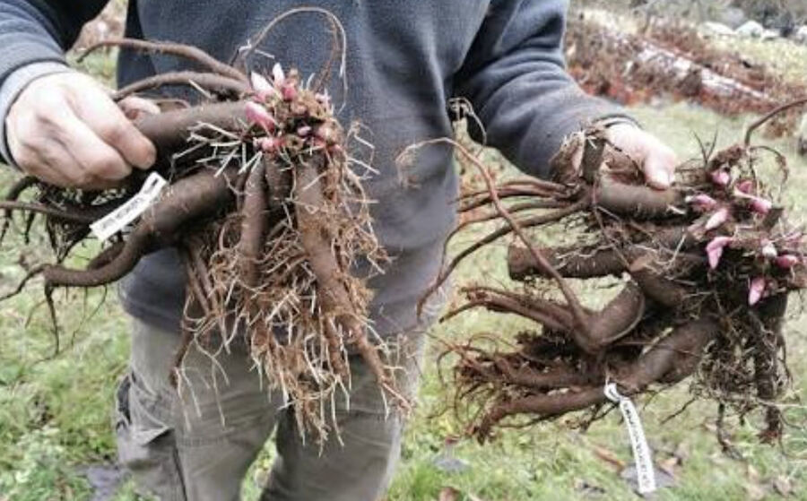 Freshly harvested peony root bundles with a grower