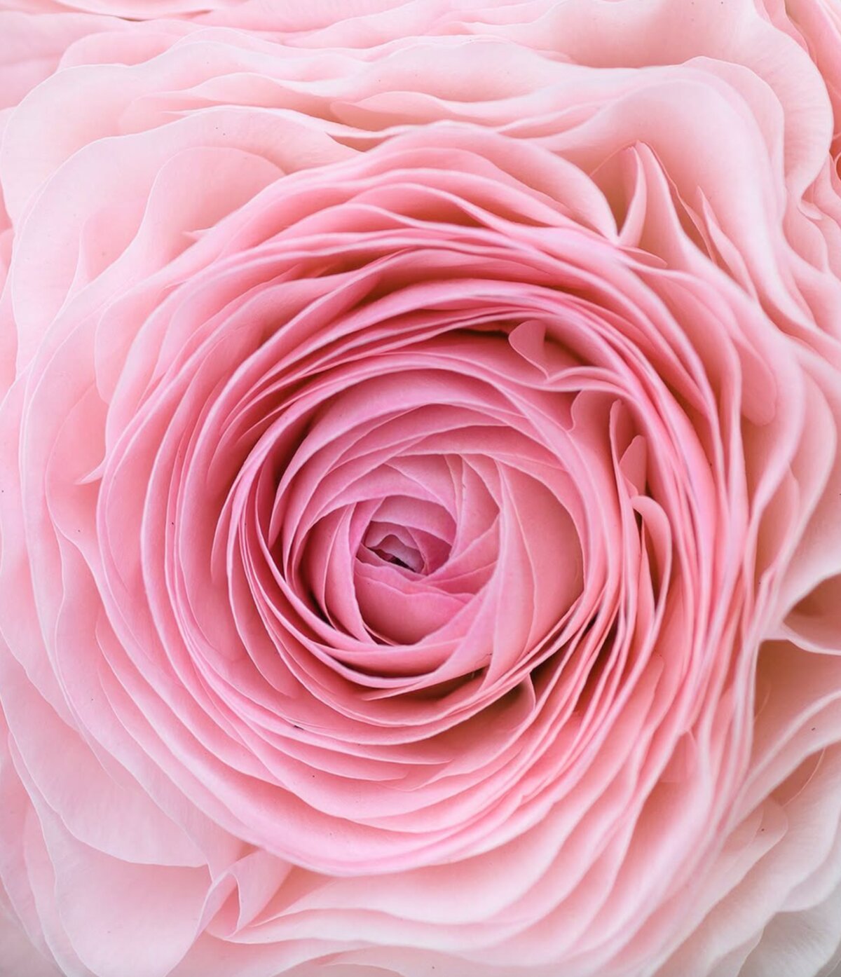 Ranunculus bloom from the Let It Grow Flowers catalog